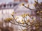 A Burst of Spring Beauty: Chestnut Blossoms.