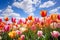 Burst of Spring: Vivid Tulips against Azure Skies