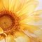 Burst of Sunshine: A Close-up of a Golden Sunflower Petal