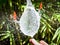 Burst Water Balloon with Bamboo Background