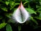 Burst Water Balloon with Leafy Background