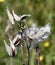 Bursting Milkweed Seed Pods