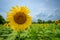 Bursting with Radiance: Sunflowers Begin to Bloom in Western Montgomery County