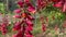 Bursts of vibrant red enchantment: Scarlet Clock Vine, a botanical masterpiece