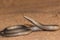 Burton`s Legless Lizard