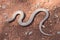 Burton`s Legless Lizard