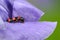 Burying Beetle on Iris Flower