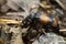 Burying beetle, Nicrophorus investigator with parasites