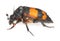 Burying beetle, Nicrophorus investigator with parasites isolated on white background