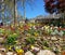 Busch Gardens tulips in the United States