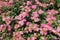 Bush of Achillea Millefolium flowers