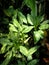 Bush Aglaonema Commutatum Or Aglaonema Schott In The Sunlights