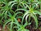 Bush of aloe, popular medicinal plant