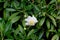 Bush Anemone, Carpenteria californica, California native shrub
