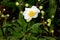 Bush Anemone, Carpenteria californica, California native shrub