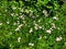 A bush of Annual fleabane wild flowers blooming