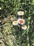 A bush of Annual fleabane wild flowers blooming