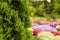 Bush of arborvitae leaves in the blurred background of colorful beds of flowers. Decorative thuja tree in the garden. Selective