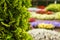 Bush of arborvitae leaves in the blurred background of colorful beds of flowers. Decorative thuja tree in the garden. Shallow