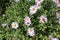 Bush aster blooms on flower beds in gardens in the fall