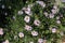 Bush aster blooms on flower beds in gardens in the fall