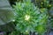 Bush aster top view. Close-up of a flower with a unblown bud in a flowerbed.