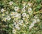 Bush Aster â€“ Aster dumosus