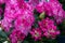 Bush of azaleas in pink color. Rhododendron Pearces. Pink flowers close-up.  Scarlet, red, azaleastrum. Alpine rose is bloom. Pott