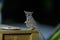 Bush baby eating from a plate