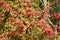 Bush of a barberry ordinary Berberis vulgaris L. with berries