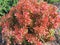 Bush barberry with red leaves. Ornamental plant.