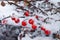 Bush barberry under snow. Cherry juicy berries on the winter background