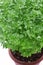 Bush basil, greek basil