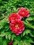 A bush of beautiful bright red large peonies with bright green foliage