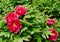 A bush of beautiful bright red large peonies with bright green foliage