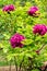 Bush of beautiful purple large peonies with bright green foliage