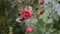 Bush of beautiful roses in a garden. gimbal