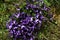 Bush of beautiful Viola Hirta flowers