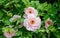 A bush of beautiful yellow-center pink and white large peonies  with bright green foliage