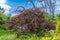 Bush of berberis vulgaris purpleleaved or european barberry. Blossom cultivar.