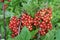 On the bush berries are ripe redcurrant