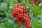 On the bush berries are ripe redcurrant