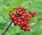 On the bush berries are ripe redcurrant