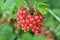 On the bush berries are ripe redcurrant