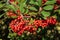 A bush with Big red berries of Rowan