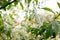 Bush of Bird-cherry tree blooming in the springtime. White flowers of bird-cherry tree.