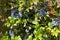 Bush with black berries - Viburnum dentatum
