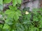 Bush of black currant with green leaves in the spring, the seedling, growing, texture, background