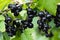 Bush of black currant with ripe bunches of berries and leaves on natural green background