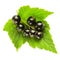 Bush of blackcurrant